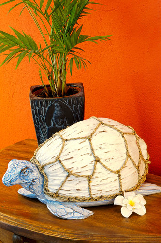 Kokosnuss Schildkröte