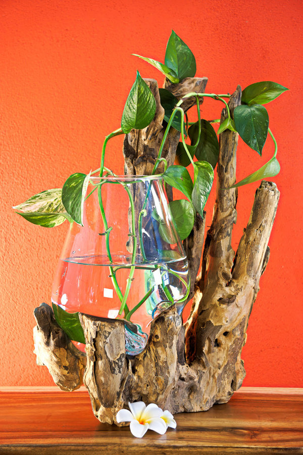 Molten Glass Vase on Root Wood 30-50cm